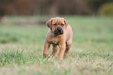 TOSA INU 167